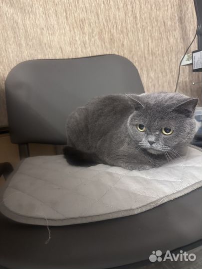 Отдам в добрые руки