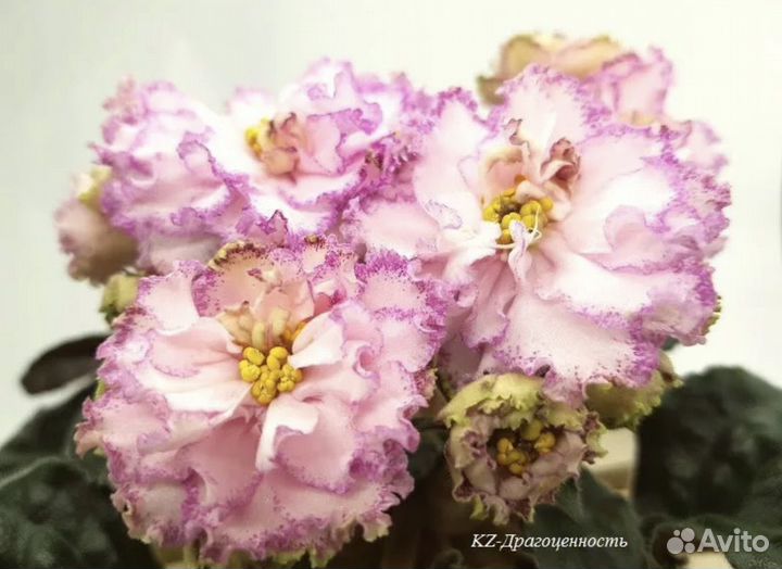 Срезка листов сортовых фиалок