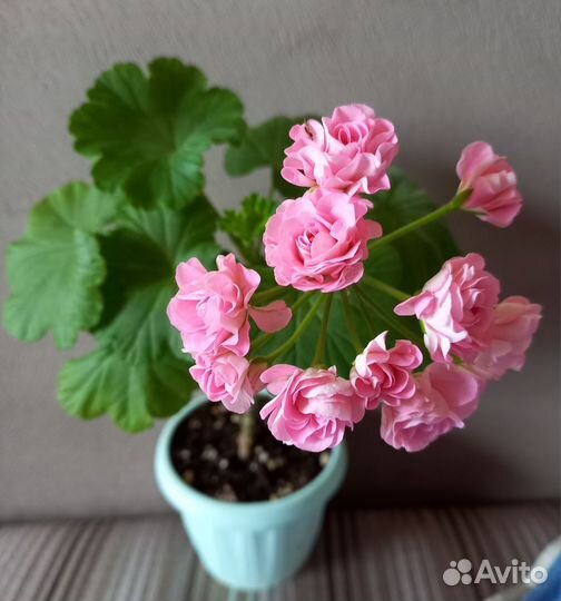 Комнатные растения цветы