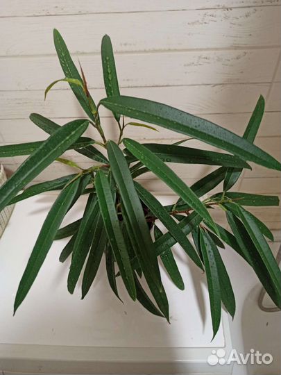 Фикус Али (биннендийка)