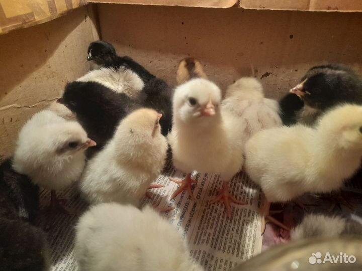Цыплята суточные