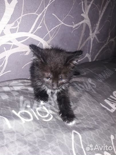 Котята 1,5 месяца