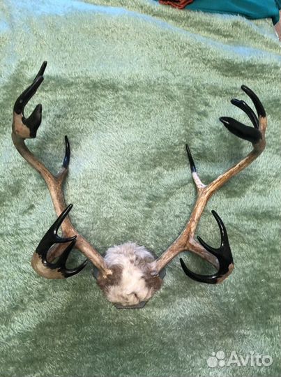 Рога Оленя