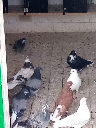 Продажа голубей