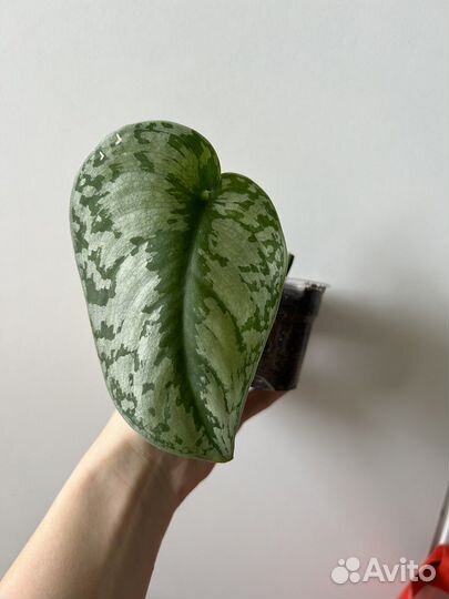 Сциндапсус пиктус треби