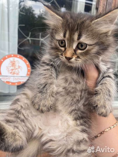 Кошка в дар