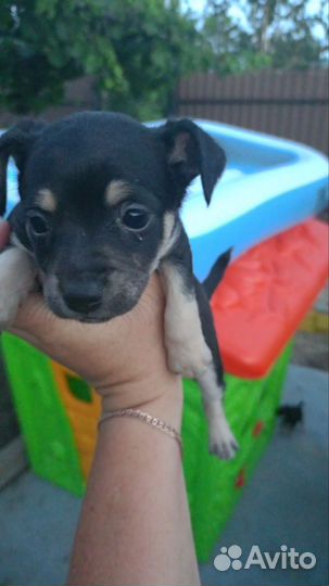 Той-терьер щенки