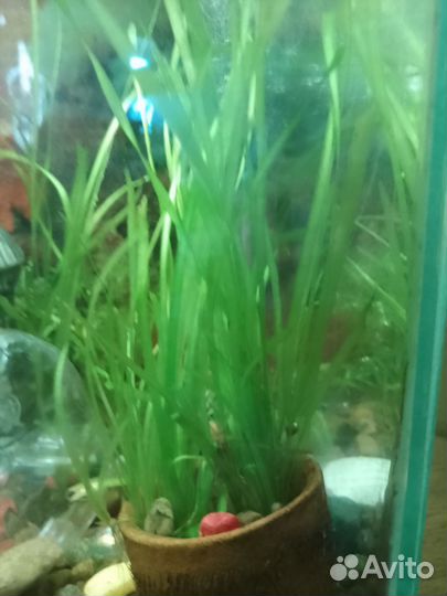 Растения для аквариума