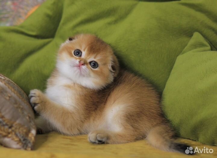 Шотландский мальчикфолдик