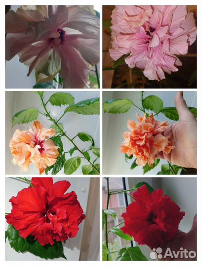 Гибискус(китайская роза)