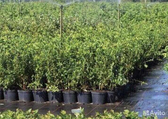 Саженцы голубики 12 сортов в наличии