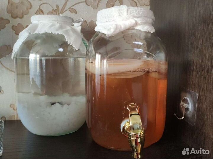 Индийский морской рис, чайный гриб-зооглеи