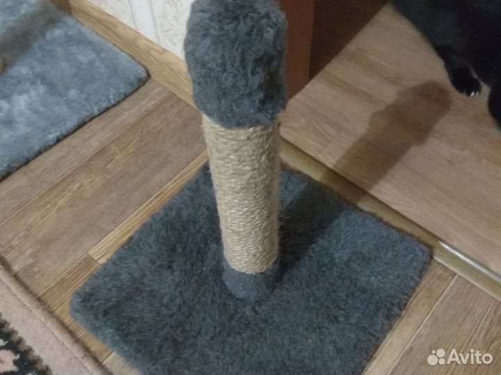 Когтеточка