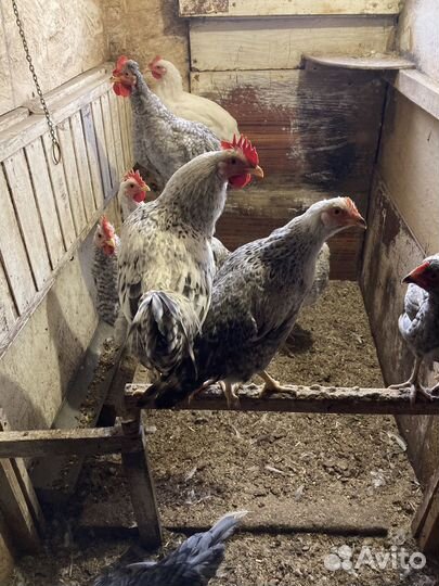 Молодые петушки