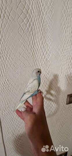 Волнистый попугай ручной