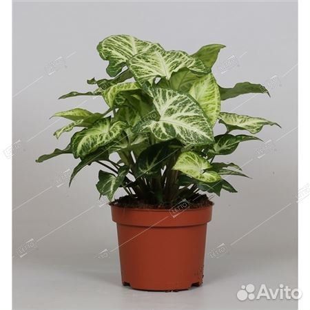 Сингониум Арроу Syngonium Arrow 22/12