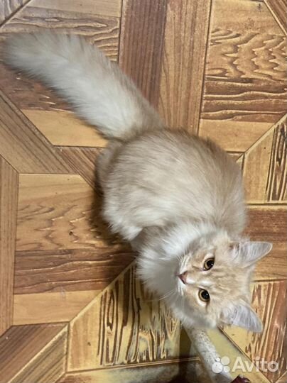 Кошка в дар бесплатно