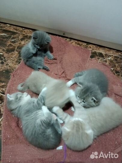 Британские котята