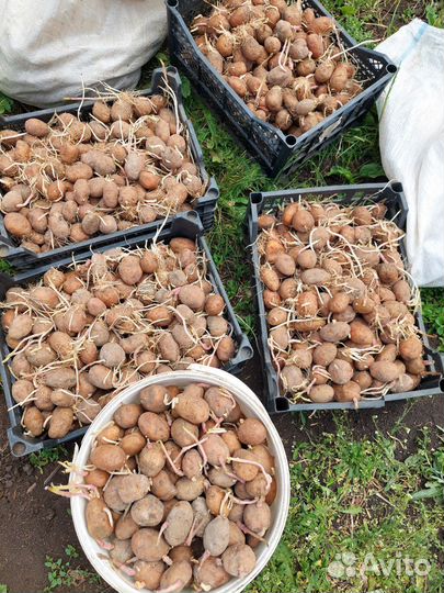 Семенной картофель