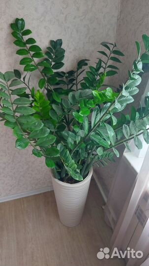 Замиокулькас