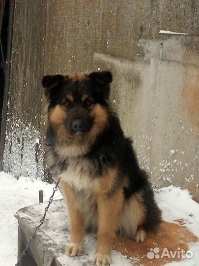Щенок сторожевой собаки в частный дом