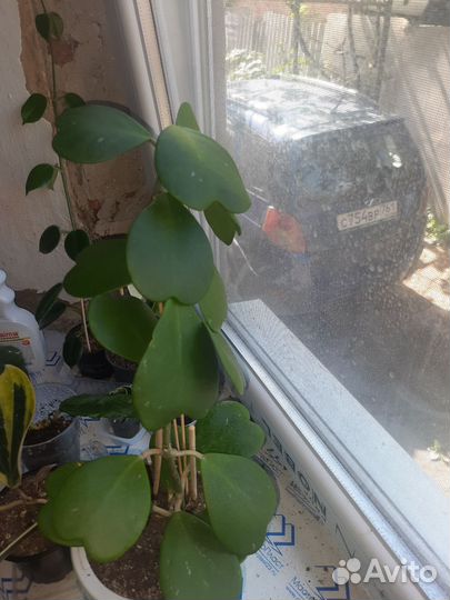 Хойя керри (hoya kerry)