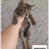 Кошка