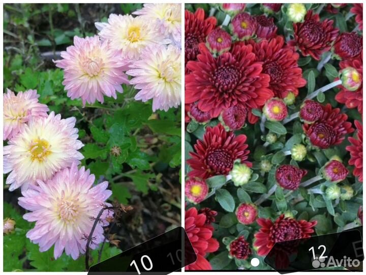 Хризантемы мультифлора