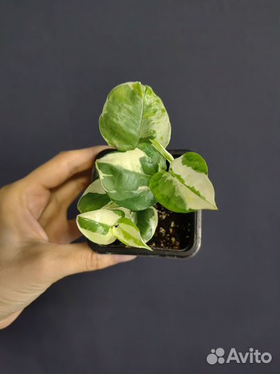 Сциндапсусы,эпипремнумы