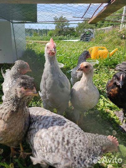 Петушки леггорн и легбар