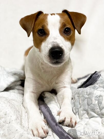 Джек Рассел терьер для вязки