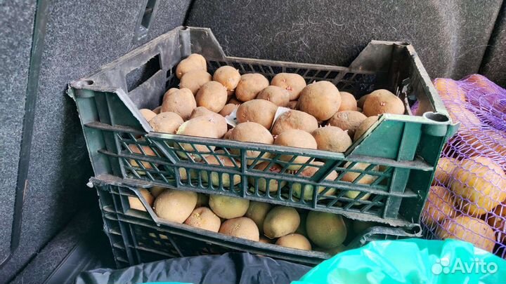 Семенной картофель