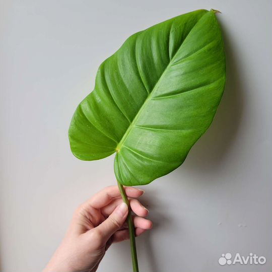 Филодендрон Пин тонг и другие Ароидные