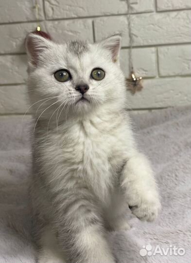 Шотландские котята