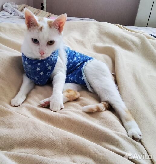 Кошечка Ася в добрые руки