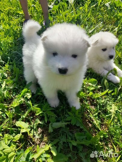 Самоедская лайка щенки