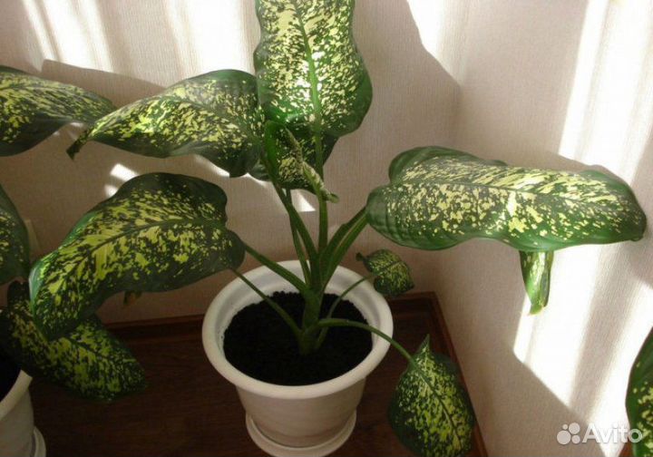 Диффенбахия