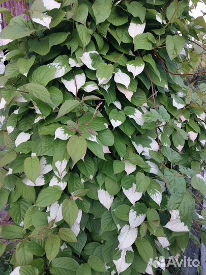 Актинидия коломикта