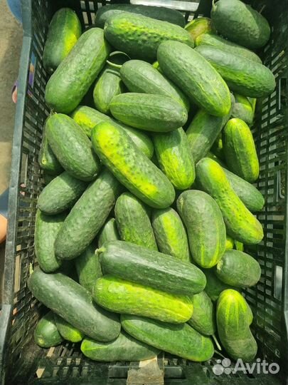 Огурцы домашние
