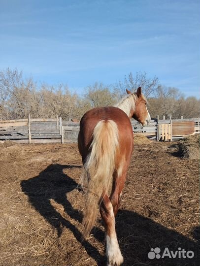 Жеребец тяжеловоз