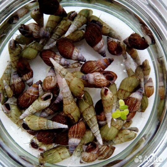 Улитка мелания бесплатно