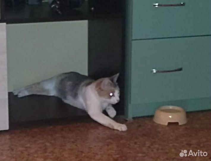 Кошка в добрые руки бесплатно