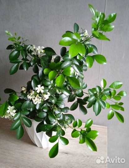 Мурайя метельчатая (молодой саженец)