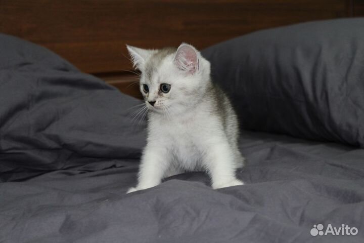 Котята британской шиншиллы