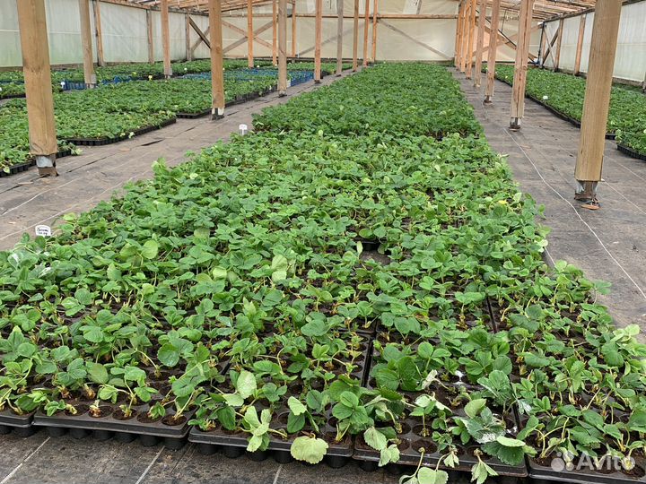 Рассада клубники