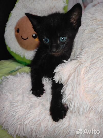 Милые котята бесплатно