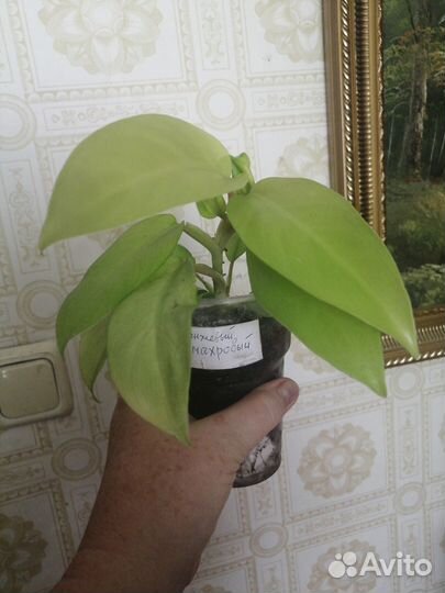 Филодендроны - черенки с корнями