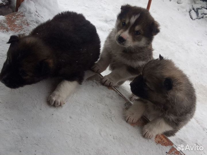 Собака в добрые руки отдам бесплатно