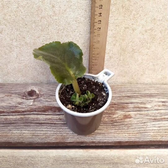 Фиалки в ассортименте