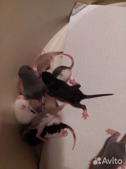 Крыски ручные бесплатно